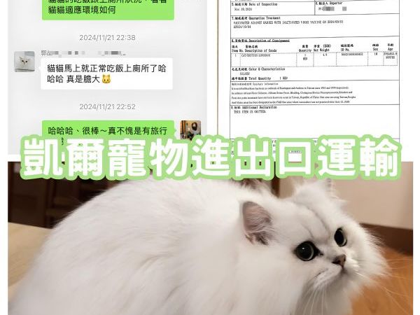 2024/11/21『中國』美貓金吉拉台灣飛中國~~~~~